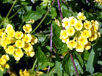 Lantana Camara Cloth Of Gold, Flowers Of Aadbel, Akkar