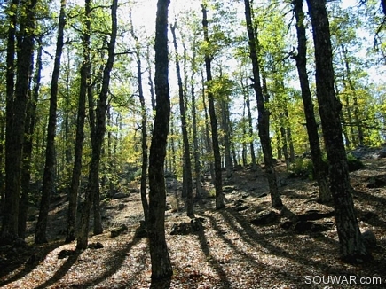 Light Projections , The Iron Oak Forest