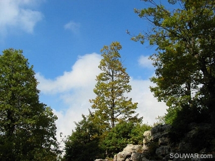 Lone Tree , The Iron Oak Forest