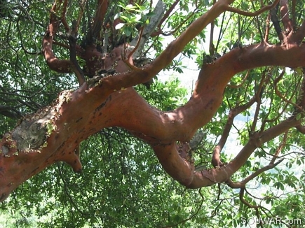 Madrone Tree , So Frequent In This Area