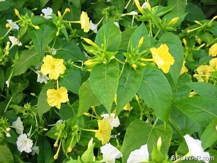 Mirabilis Jalapa