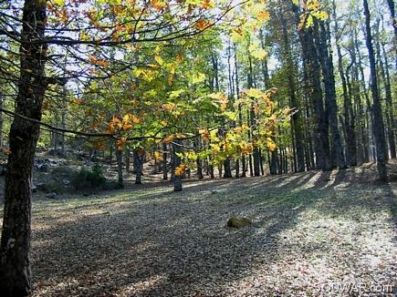 Multi Colors , The Iron Oak Forest