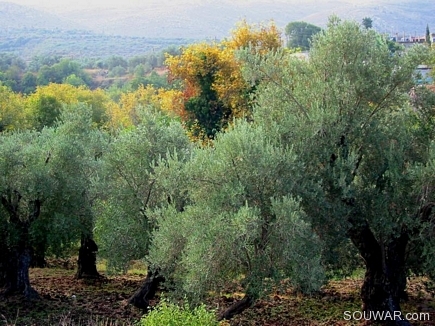 Multicolor , Al Hed , Akkar