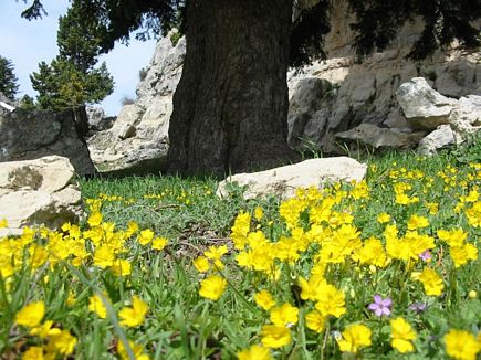 Spring Near Shire Al Sanam, Kobayat National Reserve, Akkar