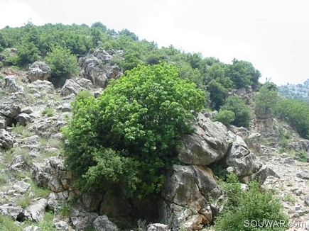 Oak Tree Living On The Rocks , Bazbina Reserve