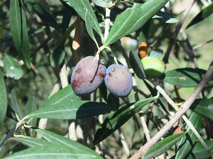 Olives , Aadbel