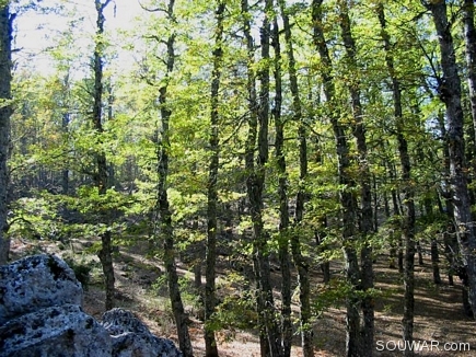 One Beside Other , The Iron Oak Forest