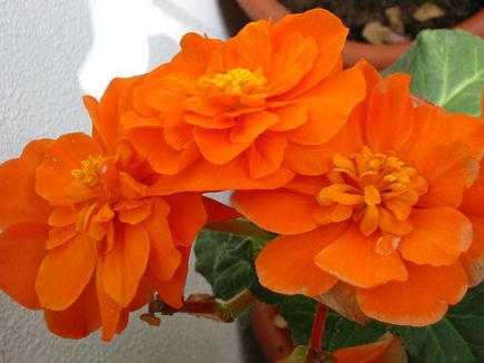 Orange Begonia