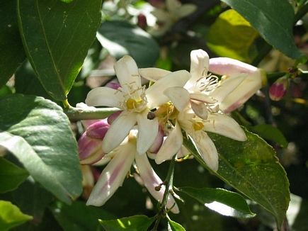 Orange Flowers