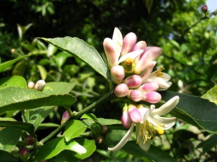 Orange Flowers