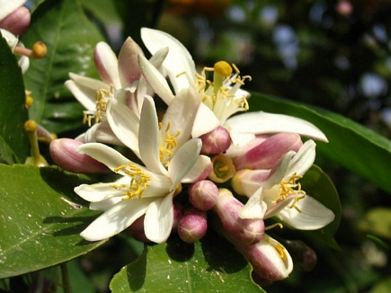 Orange Flowers