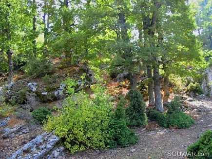 Part Of The Iron Oak Forest