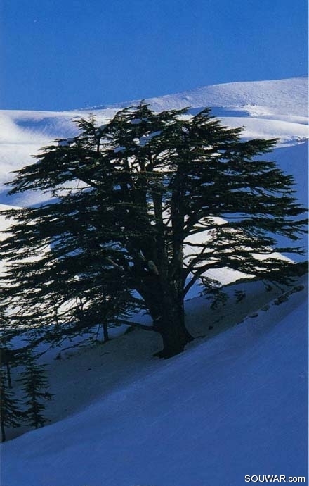 Cedars