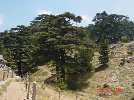 Cedars - Il Arz