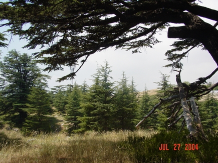 Cedars - Il Arz