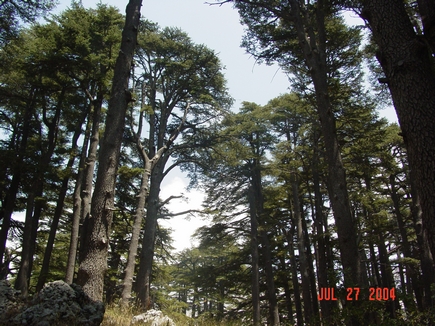 Cedars - Il Arz