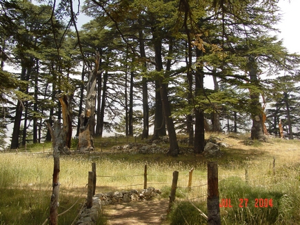 Cedars - Il Arz