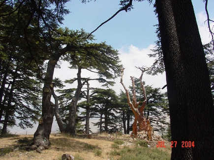 Cedars - Il Arz