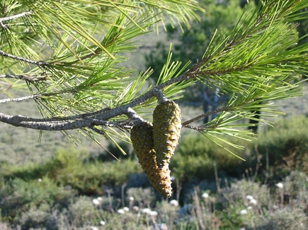 Pine fruits