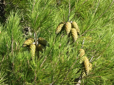 Pine fruits