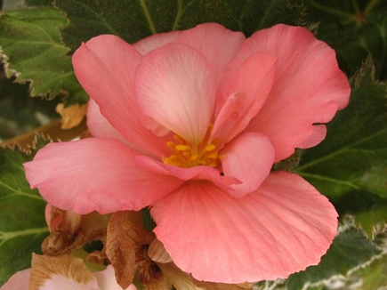 Pink Begonia