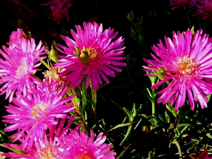 Pink Flowers, Flowers Of Aadbel, Akkar