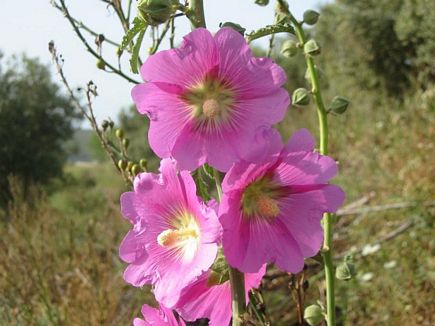 Pink Wild Flower