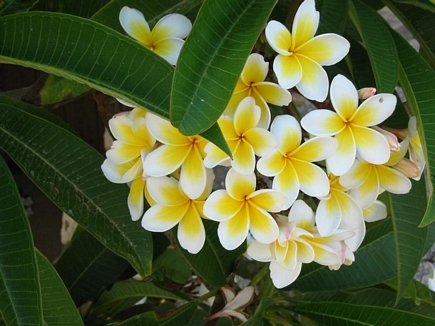 Plumeria