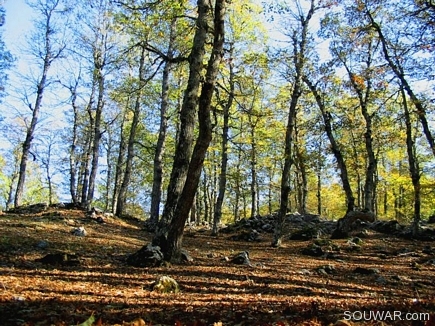 Projections Of Sunlight On Automn , The Iron Oak Forest