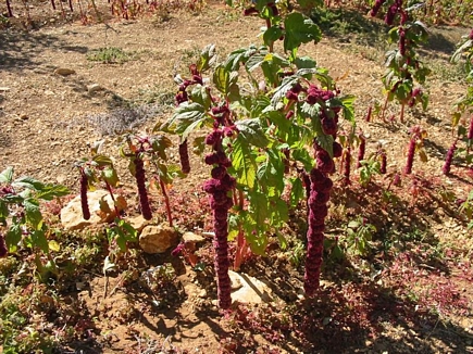 Red Automnal Flower