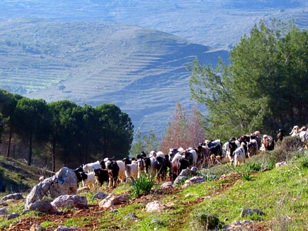 Sheeps In Akkar , Near The Pin Forest , Gebrayel Automn 2005