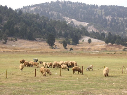 Sheeps In Kamoua Plaines