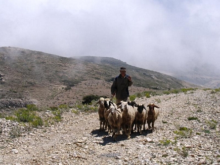 Kamoua National Park, The Biggest Forest In The Middle East - Sheperd & Sheeps