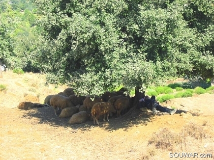 Sheperd & Sheeps Sleeping Below The Tree , Al Burj , Akkar