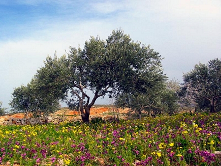 Spring , Bayno , Akkar