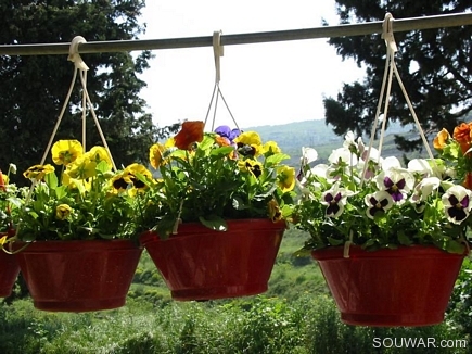 Spring Flowers , Aadbel , Akkar