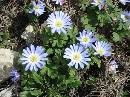 Spring Flowers