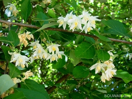 Spring Flowers , Mar Elias , Gebrayel