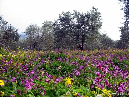 Spring Scene Full Of Flowers , Bayno