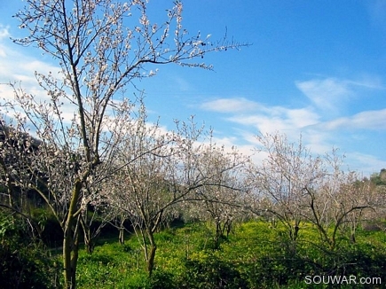 Spring Scene , Kantara