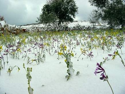 Flowers and Snow