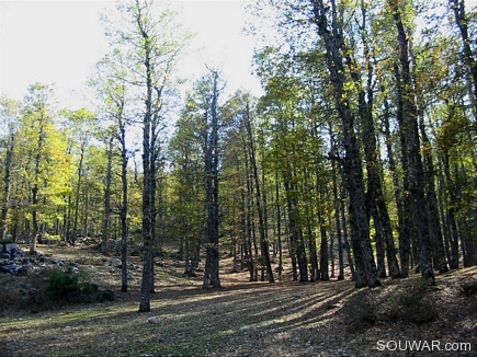 Sunlight Projections , The Iron Oak Forest