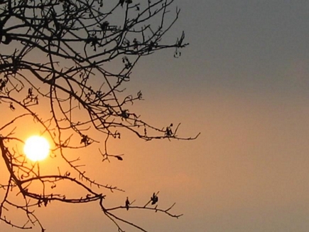 Sunset Between Almond Branches , Aadbel