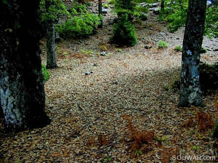 The Carpet Of Dead Leaves , Iron Oak Forest , Fnaydik , Akkar