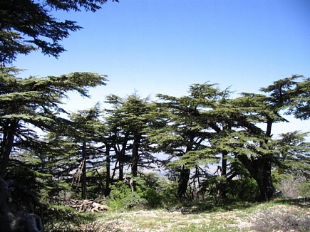 The Cedar Forest