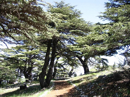 The Cedar Forest