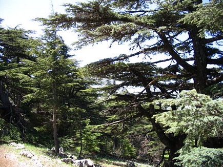 The Cedar Forest