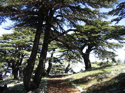 The Cedar Forest