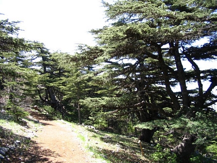 The Cedar Forest