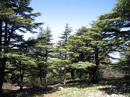 The Cedar Forest